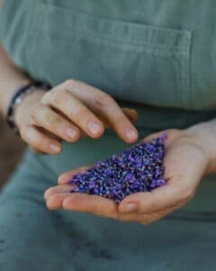 Purple flowers in lady's hand